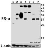 Folate Receptor alpha Antibody in Western Blot (WB)