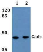 GRAP2 Antibody in Western Blot (WB)