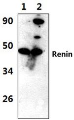 Renin Antibody in Western Blot (WB)