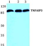 TNFAIP3 Antibody in Western Blot (WB)