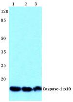 Caspase 1 Antibody in Western Blot (WB)