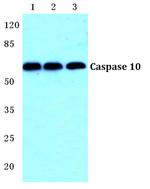 Caspase 10 Antibody in Western Blot (WB)