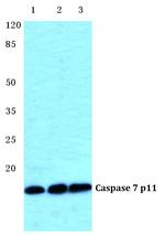 Caspase 7 p11 Antibody in Western Blot (WB)