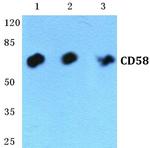 CD58 Antibody in Western Blot (WB)