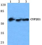 CYP2E1 Antibody in Western Blot (WB)