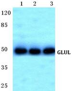 Glutamine Synthetase Antibody in Western Blot (WB)