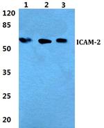 ICAM-2 Antibody in Western Blot (WB)