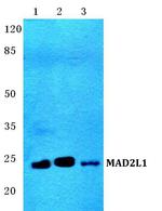 MAD2 Antibody in Western Blot (WB)