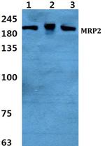 MRP2 Antibody in Western Blot (WB)