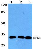 RPS3 Antibody in Western Blot (WB)