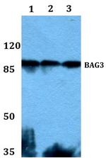 BAG3 Antibody in Western Blot (WB)