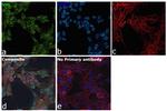 VHL Antibody in Immunocytochemistry (ICC/IF)