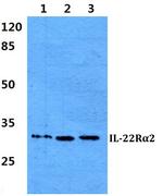 IL22RA2 Antibody in Western Blot (WB)