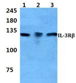 CSF2RB Antibody in Western Blot (WB)