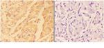 ADAM10 Antibody in Immunohistochemistry (Paraffin) (IHC (P))