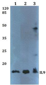 IL-9 Antibody in Western Blot (WB)