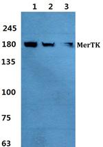 MERTK Antibody in Western Blot (WB)