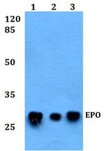 Epo Antibody in Western Blot (WB)