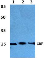 CRP Antibody in Western Blot (WB)