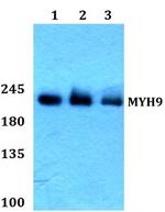 MYH9 Antibody in Western Blot (WB)