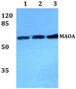 MAOA Antibody in Western Blot (WB)