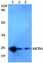 AID Antibody in Western Blot (WB)