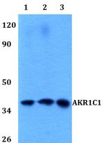 AKR1C1 Antibody in Western Blot (WB)