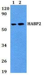 HABP2 Antibody in Western Blot (WB)