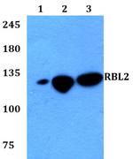 p130 Antibody in Western Blot (WB)