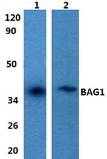 BAG1 Antibody in Western Blot (WB)