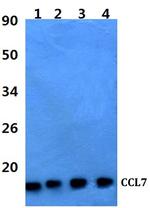 MCP-3 Antibody in Western Blot (WB)