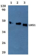 LIM1 Antibody in Western Blot (WB)