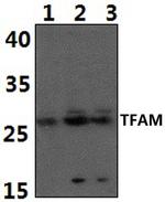 TFAM Antibody in Western Blot (WB)