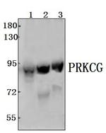 PKC gamma Antibody in Western Blot (WB)