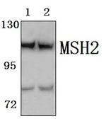 MSH2 Antibody in Western Blot (WB)