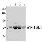 ATG16L1 Antibody in Western Blot (WB)