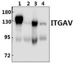 CD51 Antibody in Western Blot (WB)