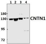 Contactin 1 Antibody in Western Blot (WB)