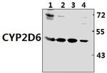 CYP2D6 Antibody in Western Blot (WB)