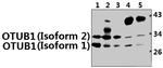 OTUB1 Antibody in Western Blot (WB)