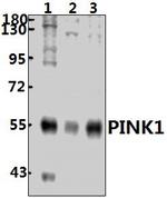 PINK1 Antibody in Western Blot (WB)