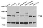 Apolipoprotein B Antibody in Western Blot (WB)