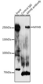 MYH9 Antibody in Immunoprecipitation (IP)