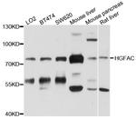 HGF Activator Antibody in Western Blot (WB)