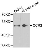 CCR2 Antibody in Western Blot (WB)