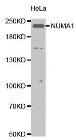 NuMA Antibody in Western Blot (WB)