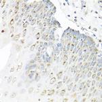 Staufen Antibody in Immunohistochemistry (Paraffin) (IHC (P))