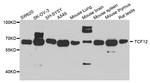 TCF12 Antibody in Western Blot (WB)