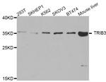 TRIB3 Antibody in Western Blot (WB)