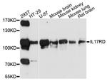 IL17RD Antibody in Western Blot (WB)